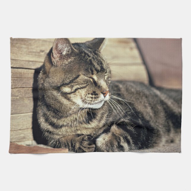 USA, Utah, Capitol Reef NP. Sövande tabbykatt Kökshandduk (Horisontell)