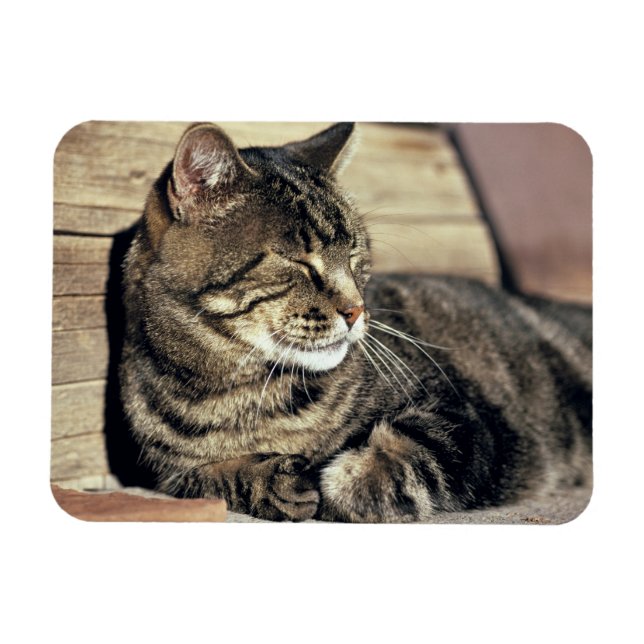USA, Utah, Capitol Reef NP. Sovande tabbykatt Magnet (Horisontell)