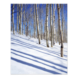 USA, Utah, Dixie National Forest, Aspen Grove Fototryck