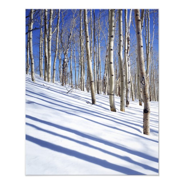 USA, Utah, Dixie National Forest, Aspen Grove Fototryck (Framsidan)