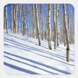 USA, Utah, Dixie National Forest, Aspen Grove Fyrkantigt Klistermärke