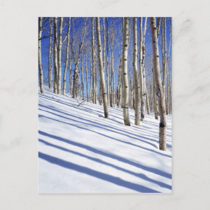USA, Utah, Dixie National Forest, Aspen Grove Vykort