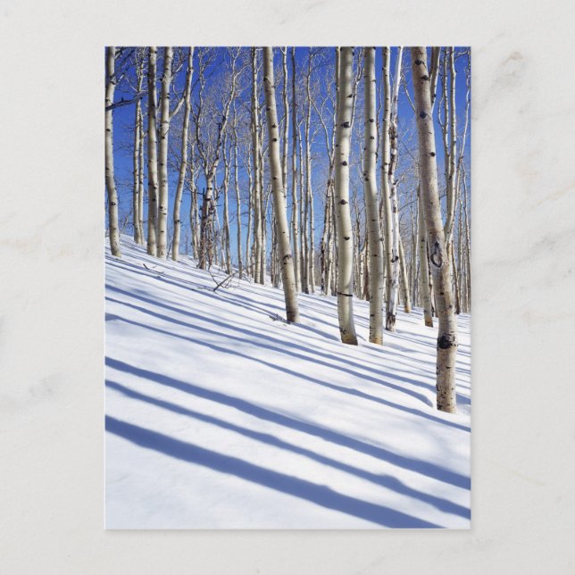 USA, Utah, Dixie National Forest, Aspen Grove Vykort (Framsida)