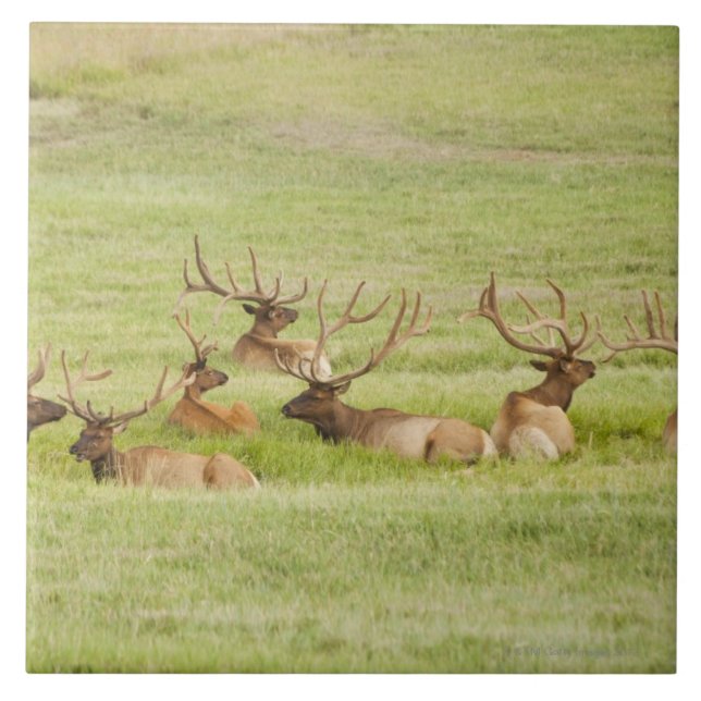 USA Utah, grupp av tjurälgen (Cervuscanadensisen) Kakelplatta (Framsidan)