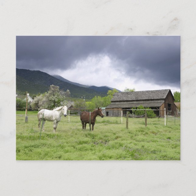 USA, Utah, Horses on ranch Vykort (Framsida)