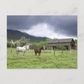 USA, Utah, Horses on ranch Vykort