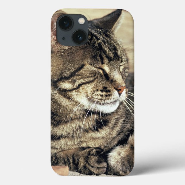 USA, Utah, Huvudstad Reef NP. Spipande tabby katt (Baksida)