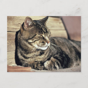 USA Utah, huvudstadrev NP. Sova tabby katt Vykort