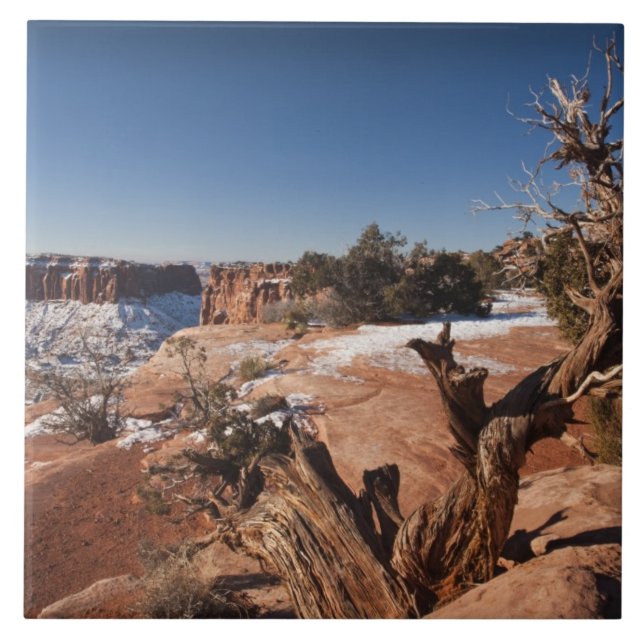 USA, Utah, Moab. Canyonlands National Park, Kakelplatta (Framsidan)