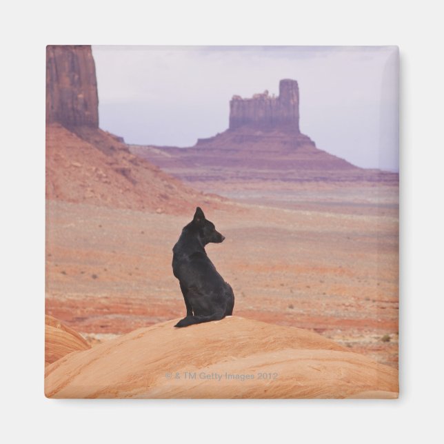 USA, Utah, Monument Valley, Hund vid sten Magnet (Framsidan)