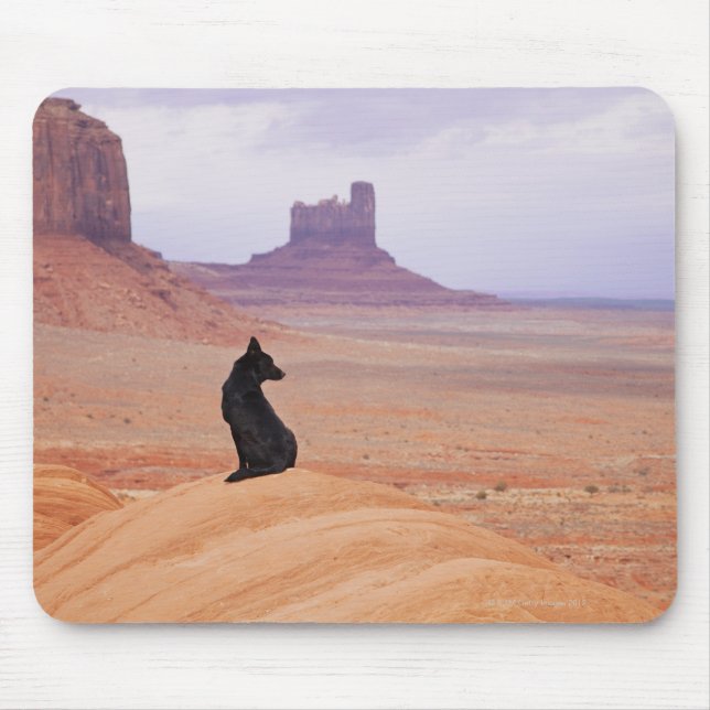 USA, Utah, Monument Valley, Hund vid sten Musmatta (Framsidan)