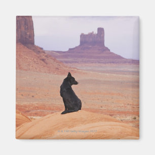 USA Utah, monumentdal, hundsitta på sten Magnet