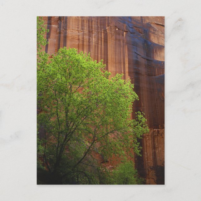 USA, Utah, Paria Canyon- Vermillion Cliffs Vykort (Framsida)