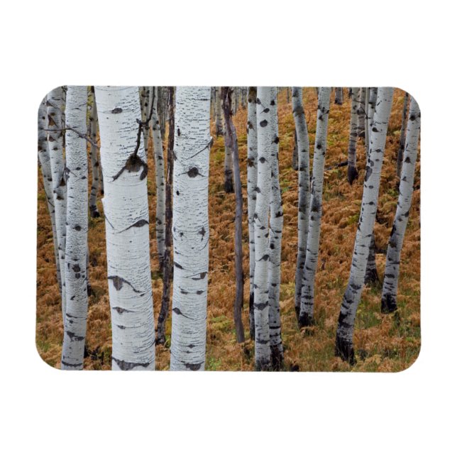 USA, Utah, Uinta-Wasatch-Cache National Forest 2 Magnet (Horisontell)