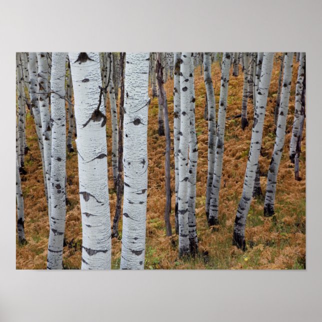 USA, Utah, Uinta-Wasatch-Cache National Forest 2 Poster (Framsidan)