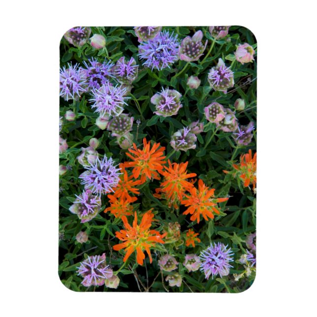 USA, Utah, Uinta-Wasatch-Cache National Forest 3 Magnet (Vertikal)