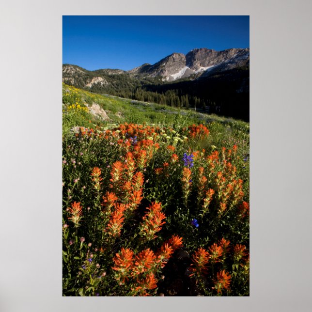 USA, Utah, Uinta-Wasatch-Cache National Forest Poster (Framsidan)