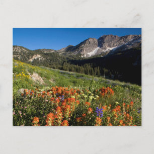 USA, Utah, Uinta-Wasatch-Cache National Forest Vykort