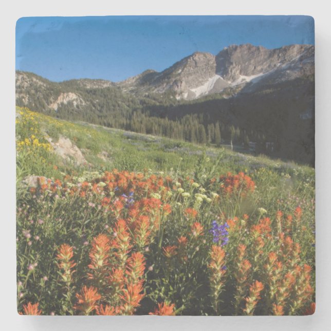 USA, Utah, Uinta-Wasatch-Cache nationalskog Stenunderlägg (Framsidan)