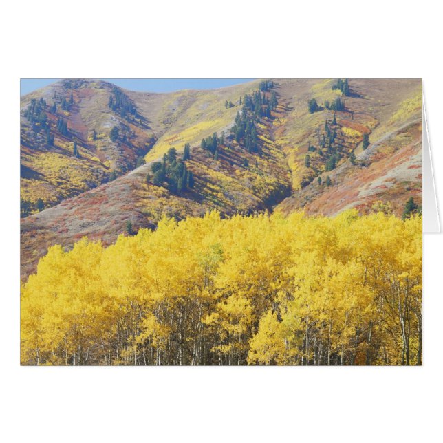 USA, Utah, Wasatch-Cache National Forest, Hälsningskort (Framsidan Horizontal)