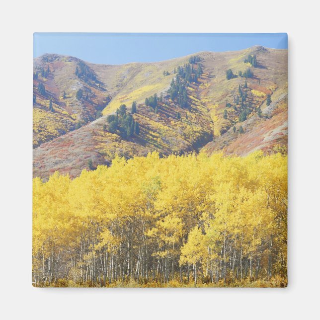 USA, Utah, Wasatch-Cache National Forest, Magnet (Framsidan)