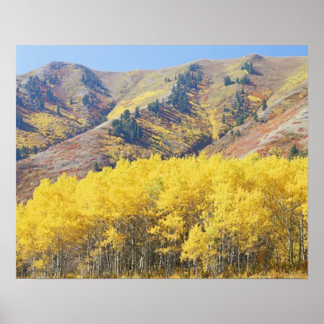 USA, Utah, Wasatch-Cache National Forest Poster (Framsidan)