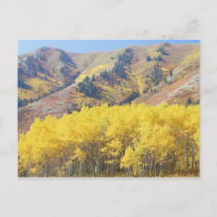 USA, Utah, Wasatch-Cache National Forest, Vykort