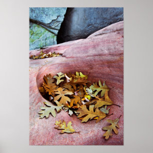 USA, Utah, Zion National Park. Gambelekade löv Poster