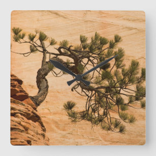 USA, Utah, Zion National Park. Gräs träd Fyrkantig Klocka