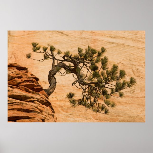 USA, Utah, Zion National Park. Gräs träd Poster (Framsidan)