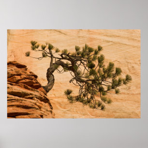 USA, Utah, Zion National Park. Tallgran Poster
