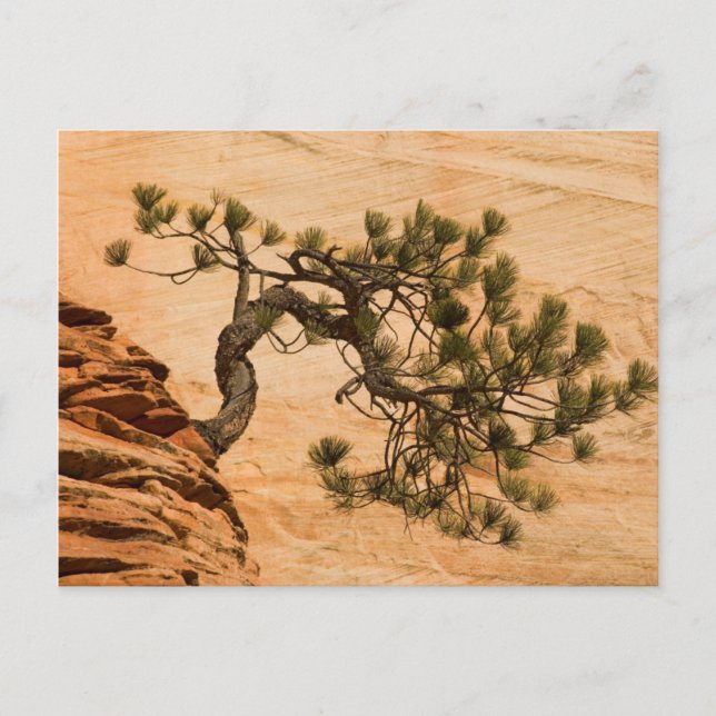 USA, Utah, Zion National Park. Tallgran Vykort (Framsida)