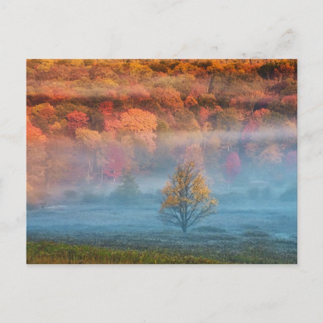 USA, Väster Virginia, Davis. Misty valley och Vykort (Framsida)
