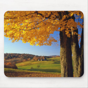 USA, Vermont. lantlig idyll nära South Woodstock Musmatta
