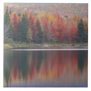 USA, Vermont, McAllister Lake, nära Hazens Notch Kakelplatta