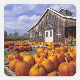 USA, Vermont, Shelbourne, Pumpa Fyrkantigt Klistermärke