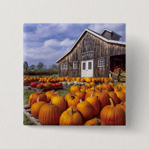 USA, Vermont, Shelbourne, Pumpa Knapp