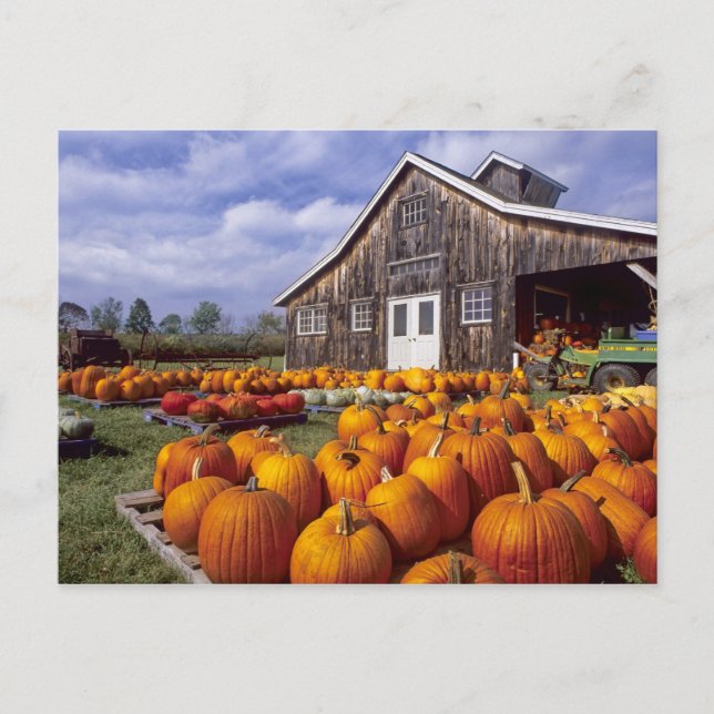 USA, Vermont, Shelbourne, Pumpa Vykort (Framsida)