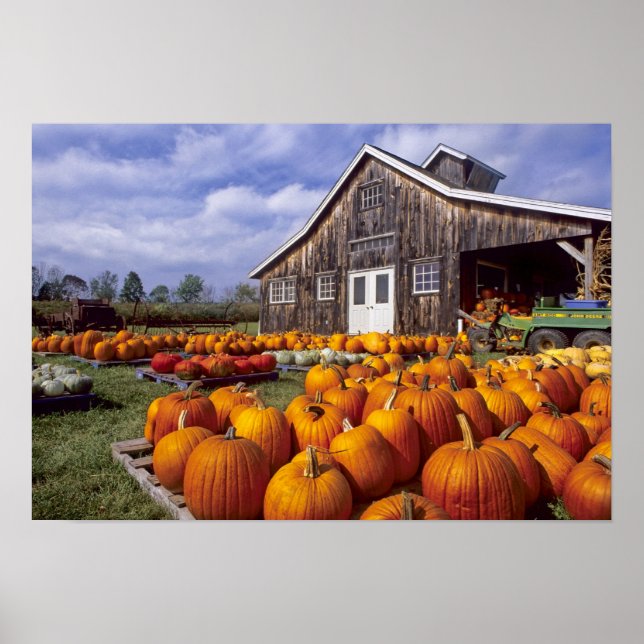 USA, Vermont, Shelbourne, Pumpkins Poster (Framsidan)