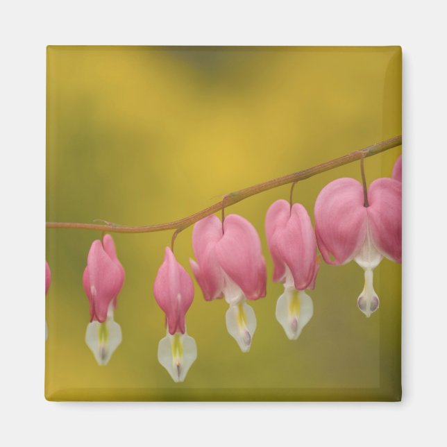 USA, Virginia, Arlington, närbild på rosa Magnet (Framsidan)