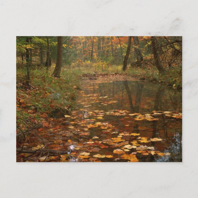 USA, Virginia, Autumn in Douthat State Park Vykort (Framsida)