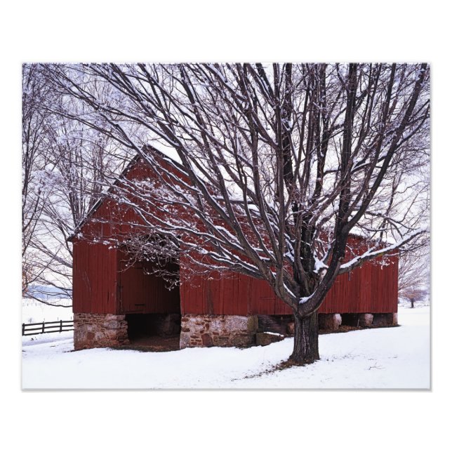 USA, Virginia, Fairfax County, Barn and Maple Fototryck (Framsidan)