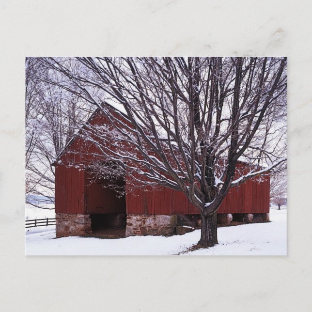 USA, Virginia, Fairfax County, Barn and Maple Vykort (Framsida)