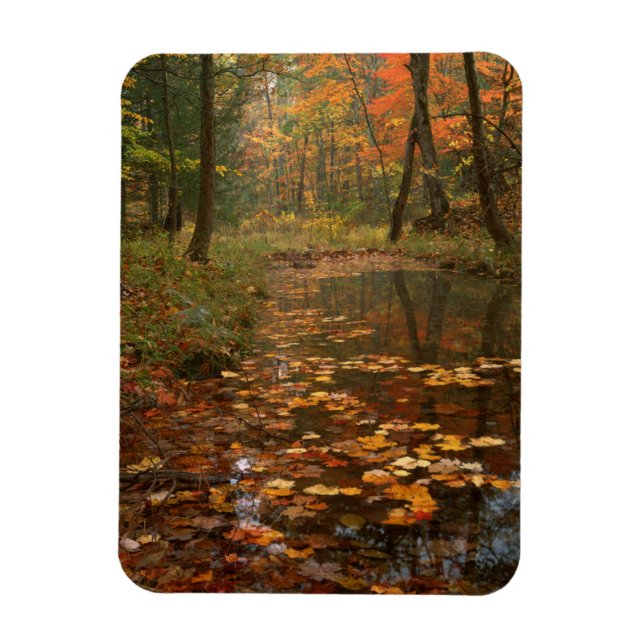 USA, Virginia, Höst i Douthat State Park Magnet (Vertikal)