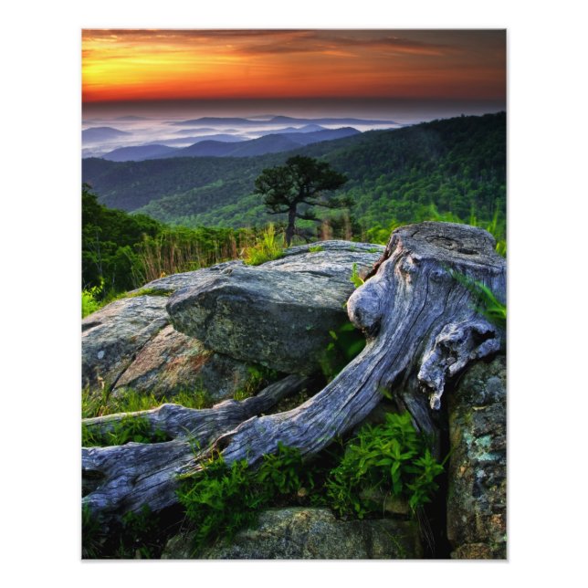 USA, Virginia, Shenandoah National Park. Fototryck (Framsidan)