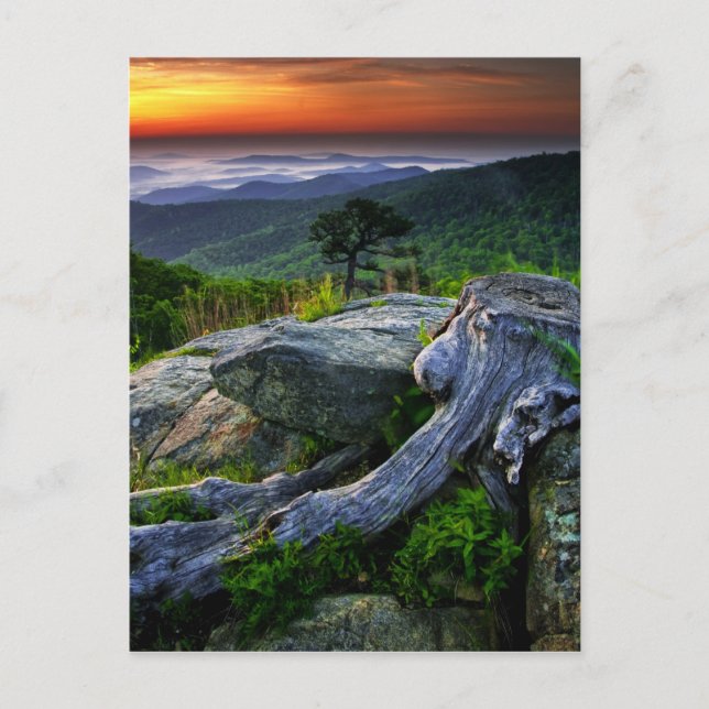 USA, Virginia, Shenandoah Nationalpark. Vykort (Framsida)
