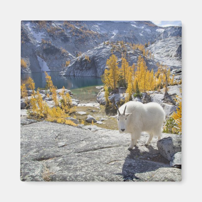 USA, WA, Alpine Lakes WIlderness Enchantments. Magnet (Framsidan)