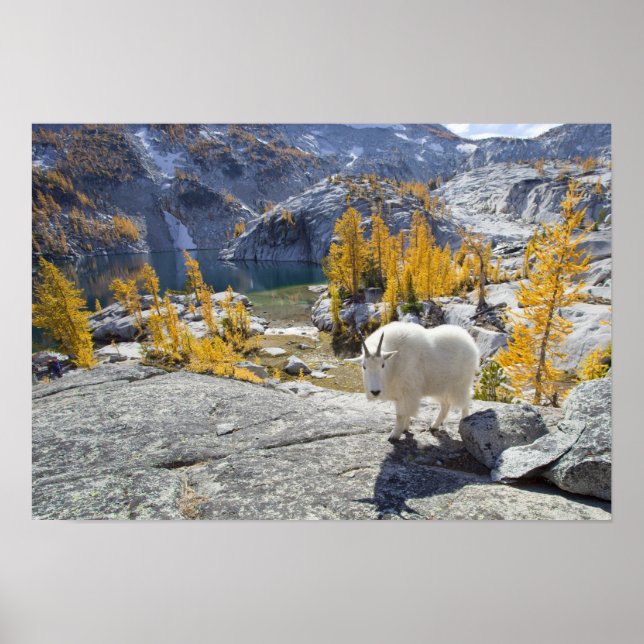 USA, WA, Alpine Lakes WIlderness Enchantments. Poster (Framsidan)