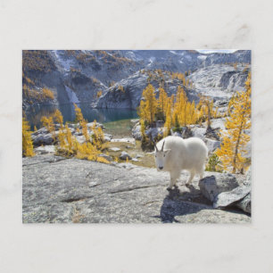 USA, WA, Alpine Lakes WIlderness Enchantments. Vykort