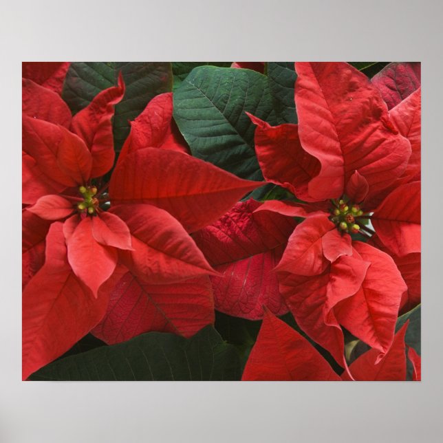 USA, WA, Red Poinsettia Detail (Euphorbia) Poster (Framsidan)